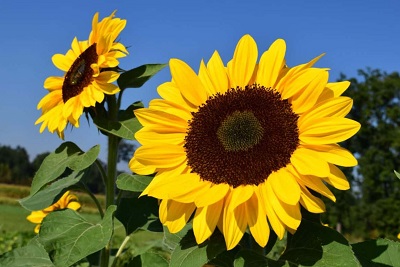 Zonnebloem